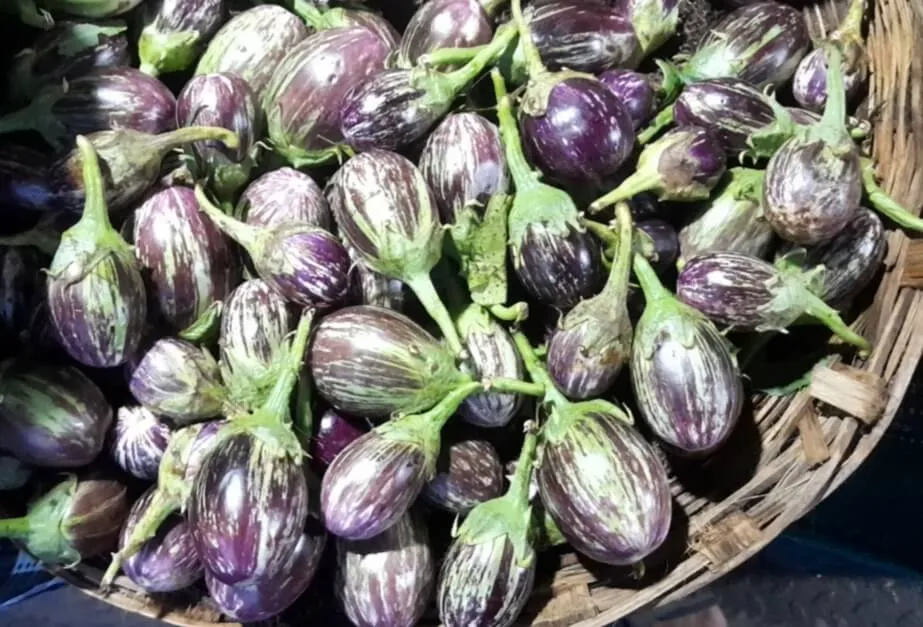 Benefits of Brinjals