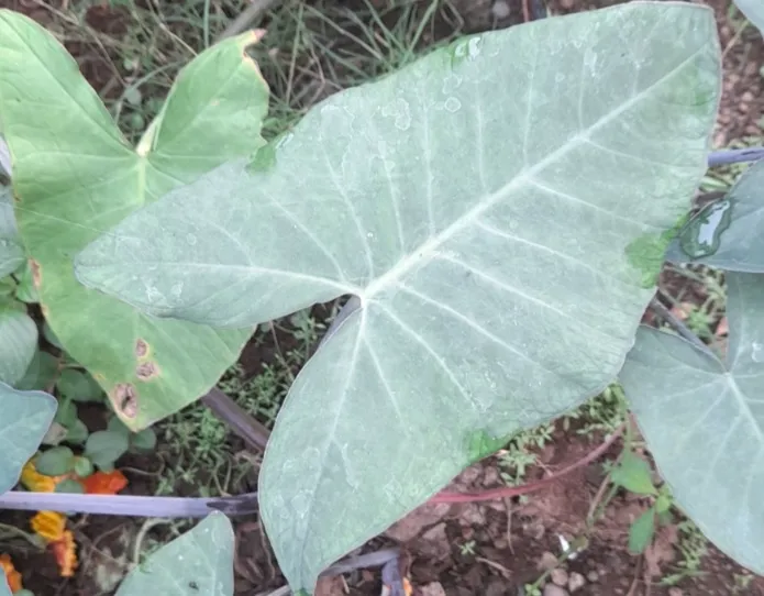 Colocassia Leaves